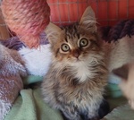 Jerry, Micino Dolcissimo Aspetta una Casa - Foto n. 1