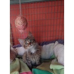 Jerry, Micino Dolcissimo Aspetta una Casa - Foto n. 2