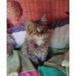 Jerry, Micino Dolcissimo Aspetta una Casa - Foto n. 3