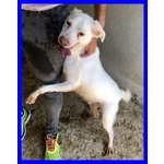 Wafer Dolcissimo Nonnino! - Foto n. 2