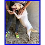 Wafer Dolcissimo Nonnino! - Foto n. 4