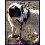 🐶 Altra Razza maschio in adozione a Milano (MI) e in tutta Italia da privato