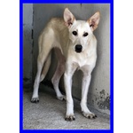 🐶 Altra Razza femmina in adozione a Milano (MI) e in tutta Italia da privato