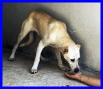 Janis 8anni Circa Bella Dolce Timidina - Foto n. 3