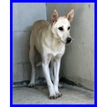 Janis 8anni Circa Bella Dolce Timidina - Foto n. 4