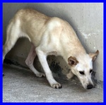 Janis 8anni Circa Bella Dolce Timidina - Foto n. 5