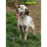 Otello 5anni Adora L'acqua e Giocare! Bravo - Foto n. 1