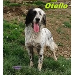 Otello 5anni Adora L'acqua e Giocare! Bravo - Foto n. 2