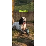 Otello 5anni Adora L'acqua e Giocare! Bravo - Foto n. 3