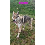 🐶 Lupo Cecoslovacco femmina in adozione a Milano (MI) e in tutta Italia da privato