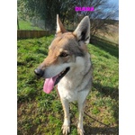 Diana solo per Esperti! - Foto n. 2