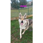 Diana solo per Esperti! - Foto n. 4