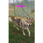 Diana solo per Esperti! - Foto n. 5