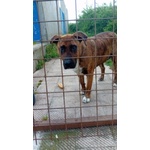 Morgana Dolce e Triste - tg Grande - Foto n. 5