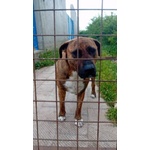 Morgana Dolce e Triste - tg Grande - Foto n. 6