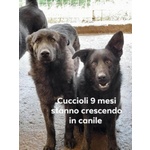 🐶 Altra Razza in adozione a Milano (MI) e in tutta Italia da privato