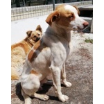 Artu' Giovane Dolce Cercacoccole - Foto n. 1