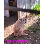 🐶 Altra Razza femmina in adozione a Milano (MI) e in tutta Italia da privato