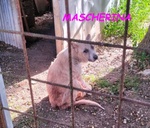 Mascherina 4-5anni Merita un po' di Fortuna - Foto n. 3