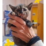 Lilly Dolce Micina Cerca Casa - Foto n. 2