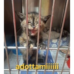 Lilly Dolce Micina Cerca Casa - Foto n. 3