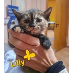 Lilly Dolce Micina Cerca Casa - Foto n. 4