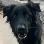 Anubi Incrocio Pastore Belga Cerca casa - Adozione Canile di Latina - Foto n. 4