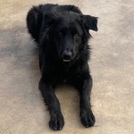 Anubi Incrocio Pastore Belga Cerca casa - Adozione Canile di Latina - Foto n. 5