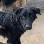 Anubi Incrocio Pastore Belga Cerca casa - Adozione Canile di Latina - Foto n. 7