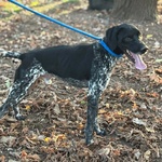 Mowgli Bellissimo Cagnolino mix Bracco Pointer Cerca casa - in Adozione - Foto n. 3