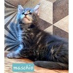 Meravigliosi Cuccioli di Maine Coon - Foto n. 2