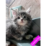 Meravigliosi Cuccioli di Maine Coon - Foto n. 4