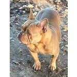 Chanel Bulldof Francese in Adozione - Foto n. 2