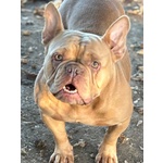 Chanel Bulldof Francese in Adozione - Foto n. 3