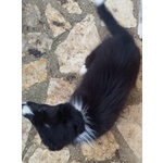 🐶 Border Collie in vendita a Arce (FR) da privato