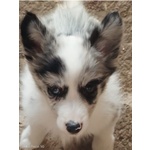 Cuccioli Border Colli Pedigree - Foto n. 2