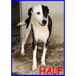 Half Dolce Buffo Nonnino - Foto n. 1