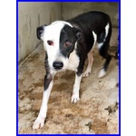 Half Dolce Buffo Nonnino - Foto n. 2