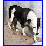 Half Dolce Buffo Nonnino - Foto n. 3