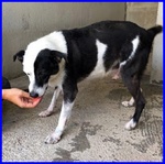 Half Dolce Buffo Nonnino - Foto n. 4