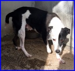 Half Dolce Buffo Nonnino - Foto n. 6