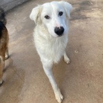 Ghali Dolce Tripode Cerca casa - Adozione Canile di Latina - Foto n. 2