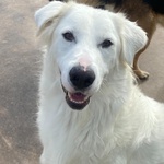 Ghali Dolce Tripode Cerca casa - Adozione Canile di Latina - Foto n. 3