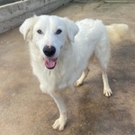 Ghali Dolce Tripode Cerca casa - Adozione Canile di Latina - Foto n. 4