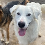 Ghali Dolce Tripode Cerca casa - Adozione Canile di Latina - Foto n. 6