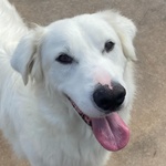 Ghali Dolce Tripode Cerca casa - Adozione Canile di Latina - Foto n. 7