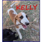 Kelly Cucciolotta Abbandonata con la Sorellina Sotto il Sole - Foto n. 2