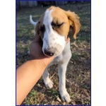 Kelly Cucciolotta Abbandonata con la Sorellina Sotto il Sole - Foto n. 3