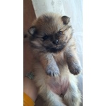 🐶 Spitz Tedesco nano femmina di 4 settimane (cucciolo) in vendita a Roma (RM) e in tutta Italia da privato