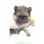 Pomerania con Pedigree - Foto n. 2